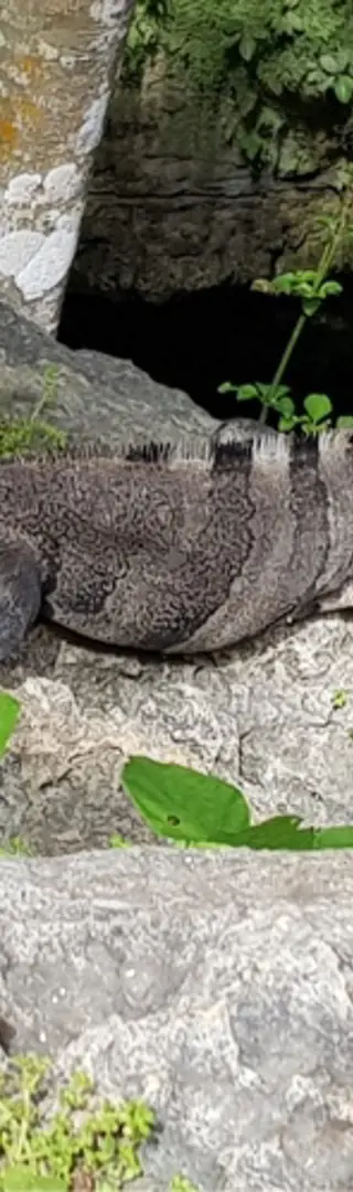 Tierwelt